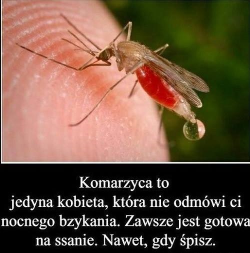 Komarzyca
