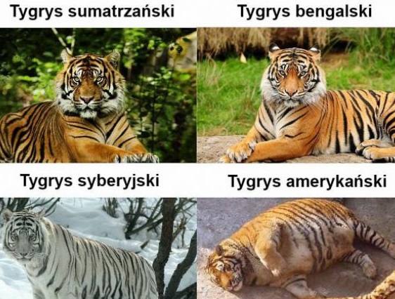 Rodzaje tygrysów xD