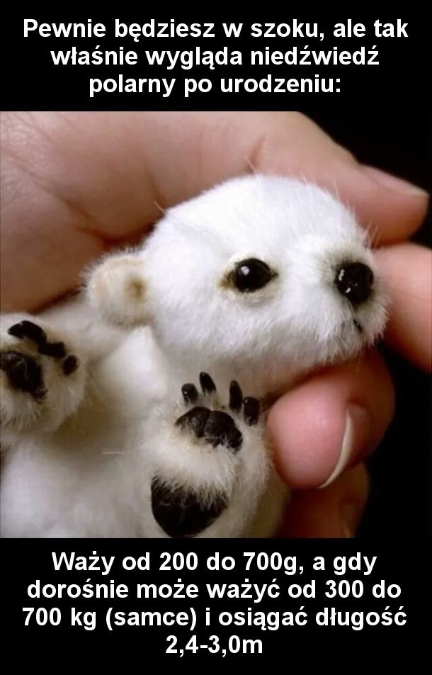 Niedźwiadek polarny po urodzeniu