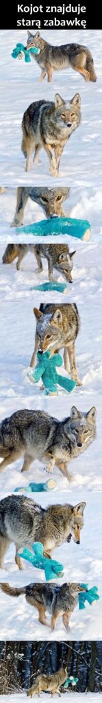 Kojot i zabawka