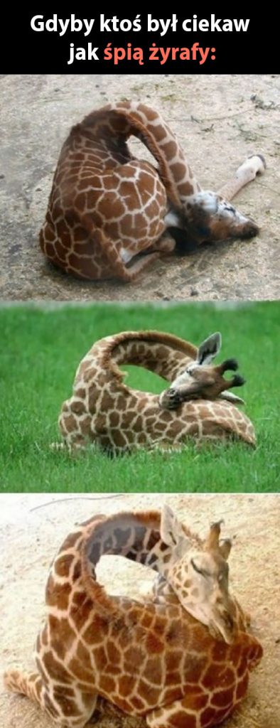 Tak wygląda żyrafa podczas snu